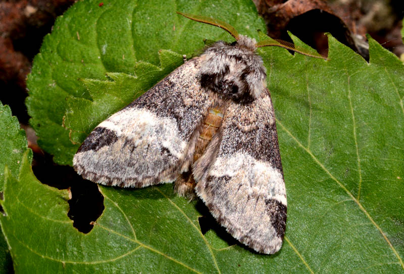 Drymonia dodonaea